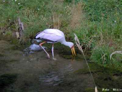Kliknite pre zobrazenie v plnom rozlíšení