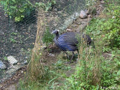 Klikněte pro zobrazení původního obrázku