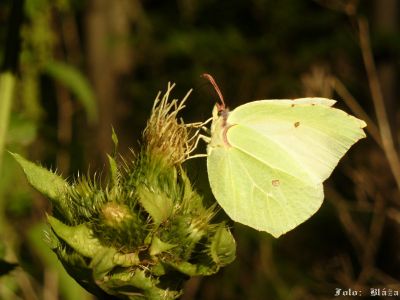 Kliknite pre zobrazenie v plnom rozlíšení