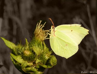 Klikněte pro zobrazení původního obrázku