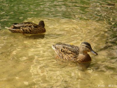Kliknite pre zobrazenie v plnom rozlíšení
