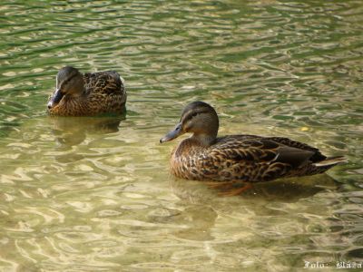 Cliquez pour voir l'image en taille réelle