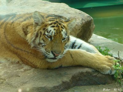 Kliknite pre zobrazenie v plnom rozlíšení