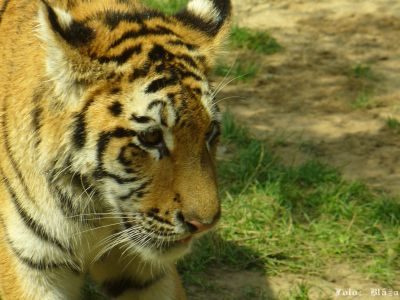 Kliknite pre zobrazenie v plnom rozlíšení