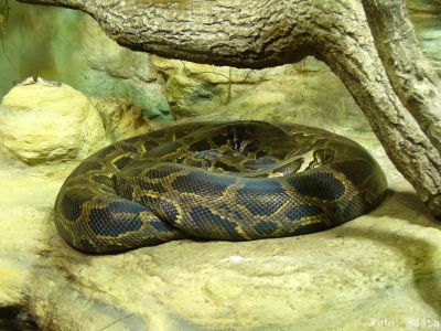 Klikněte pro zobrazení původního obrázku