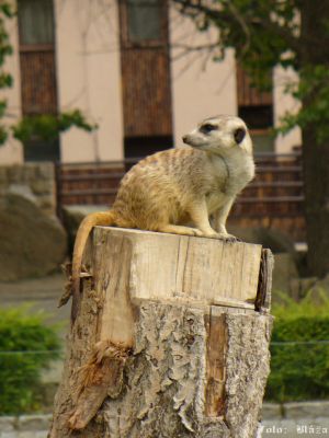 Klikněte pro zobrazení původního obrázku