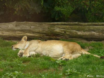 Kliknite pre zobrazenie v plnom rozlíšení