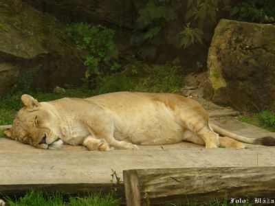 Kliknite pre zobrazenie v plnom rozlíšení