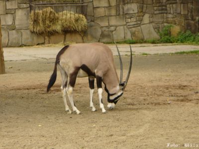 Kliknite pre zobrazenie v plnom rozlíšení