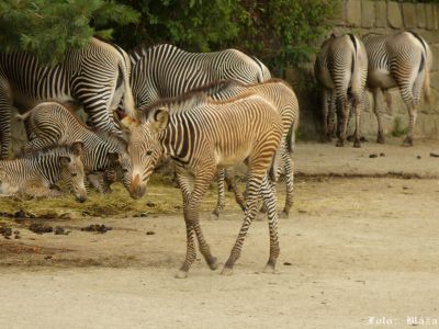 Klikněte pro zobrazení původního obrázku