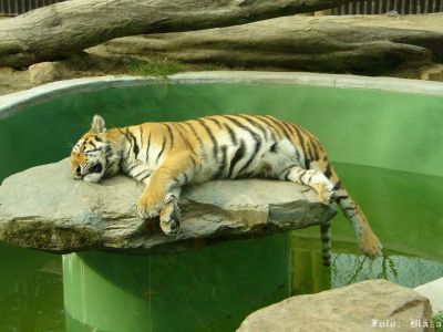 Klikněte pro zobrazení původního obrázku