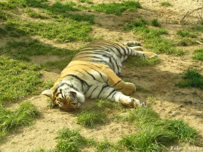 Klikněte pro zobrazení původního obrázku