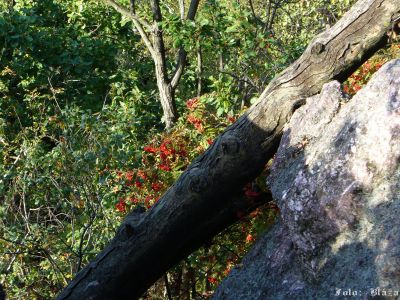 Kliknite pre zobrazenie v plnom rozlíšení