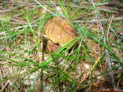 Kliknite pre zobrazenie v plnom rozlíšení