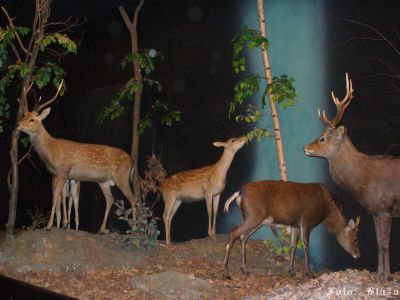 Klikněte pro zobrazení původního obrázku