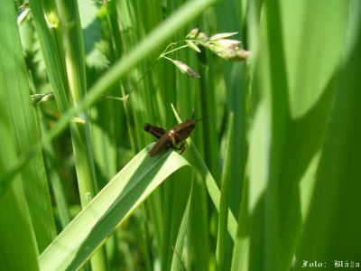 Kliknite pre zobrazenie v plnom rozlíšení